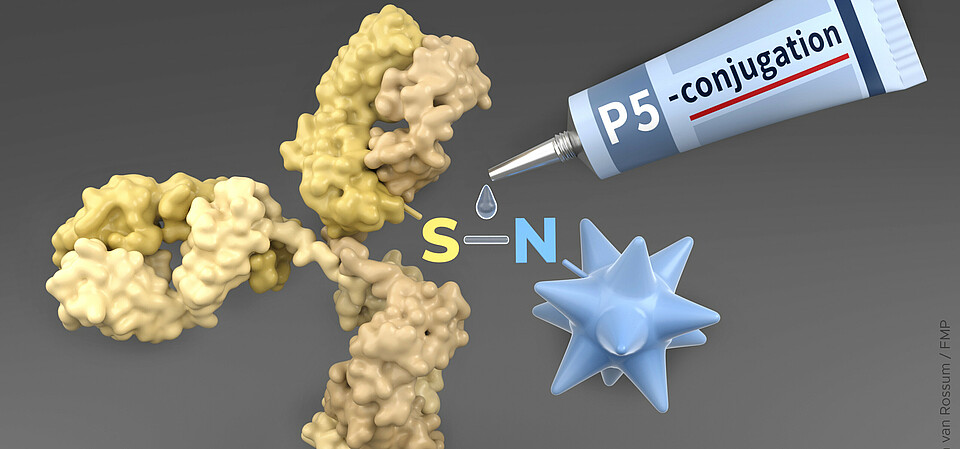 P5 conjugation technology as a molecular glue to construct antibody-drug-conjugates (ADCs) against cancer. 